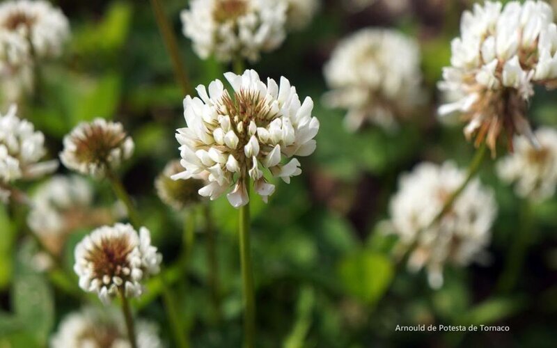 White Clover Flower — Calm, Afternoon