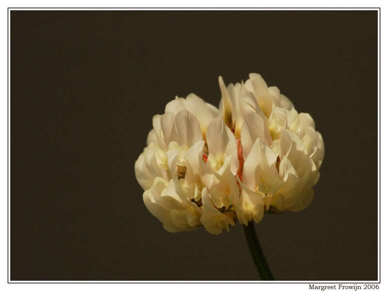 White Clover Flower — Calm, Photograph
