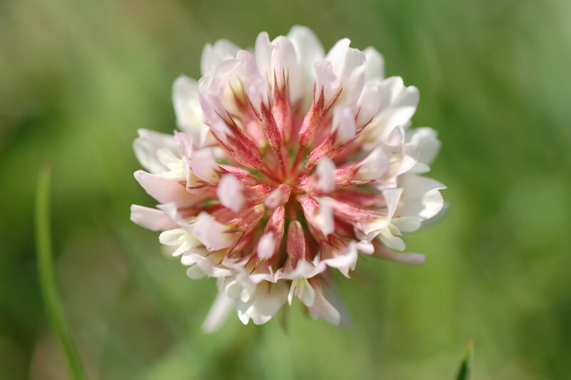 White Clover Flower — Calm