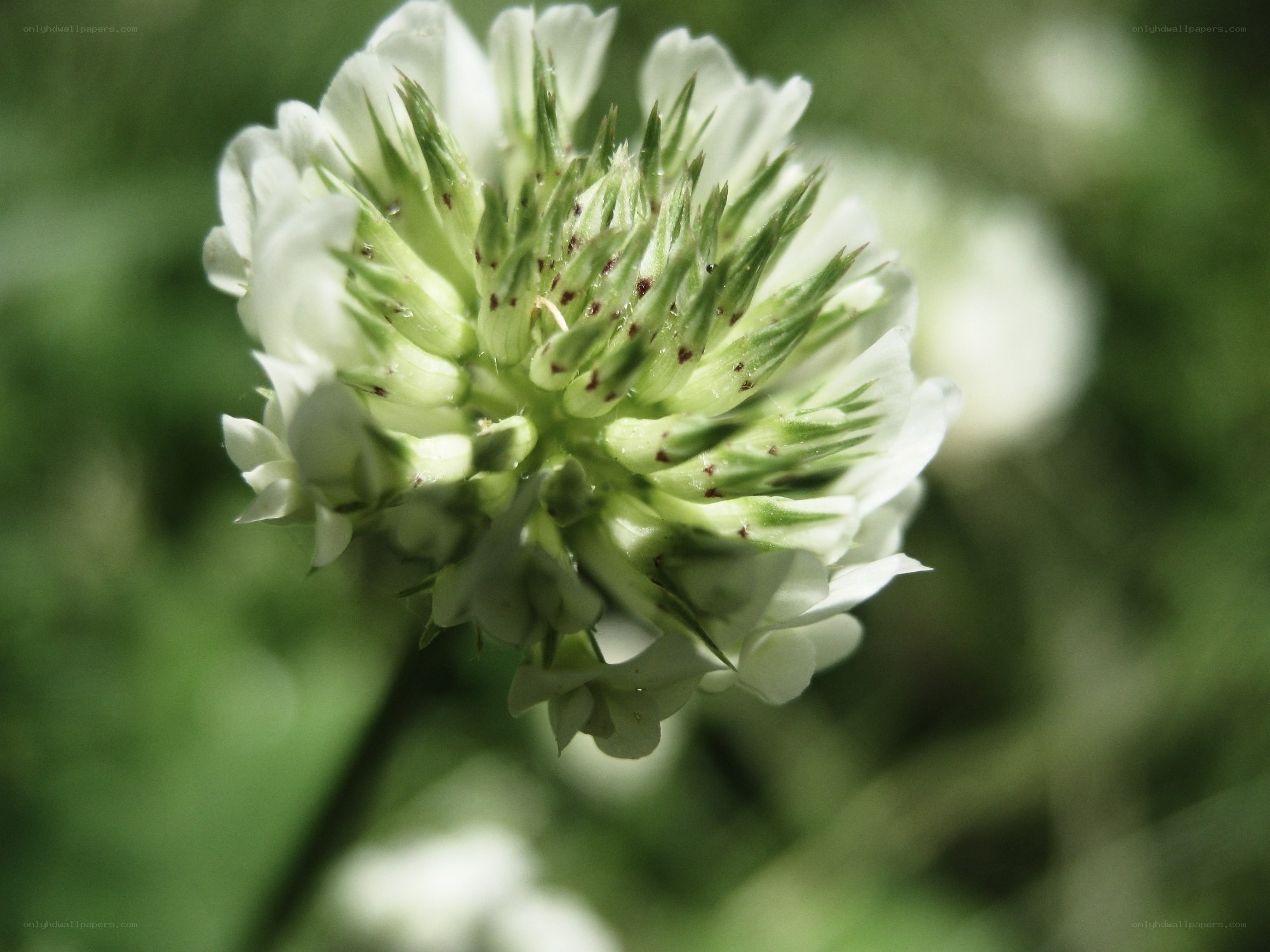 White clover flower close-up