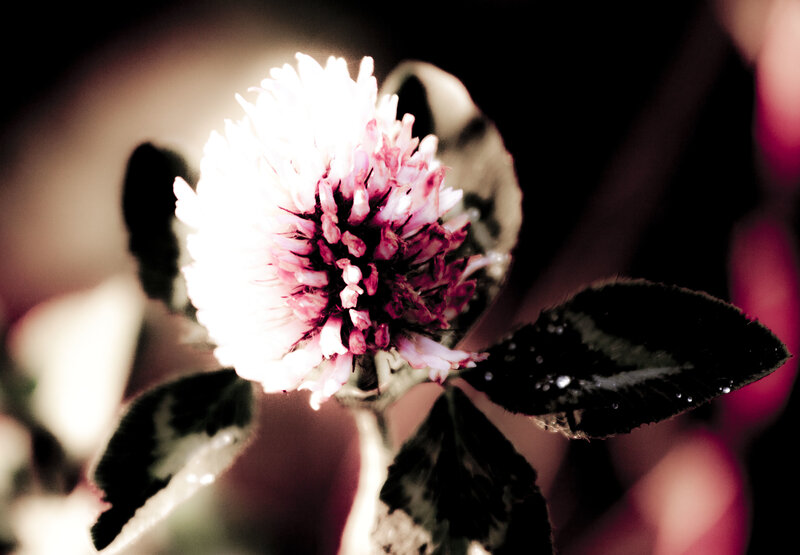 White Clover Flower — Dramatic