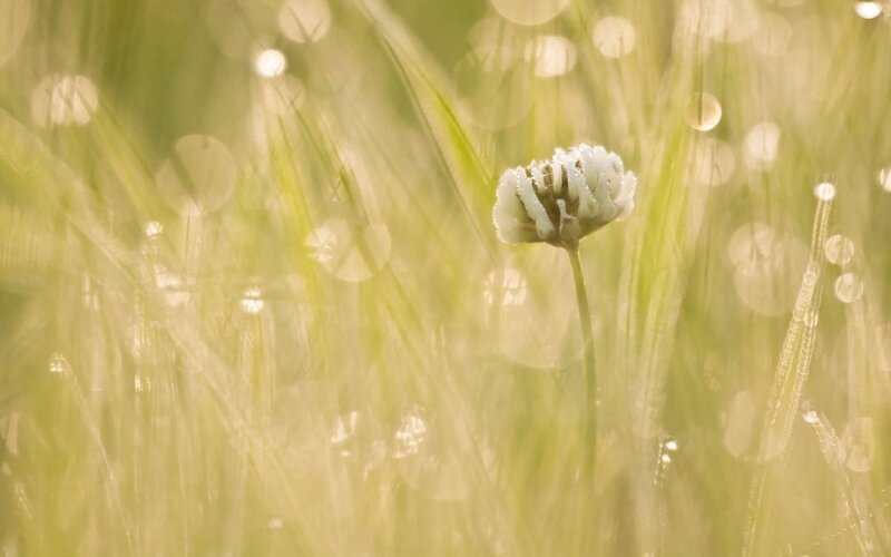 White Clover Flower — Green, Serene, Morning