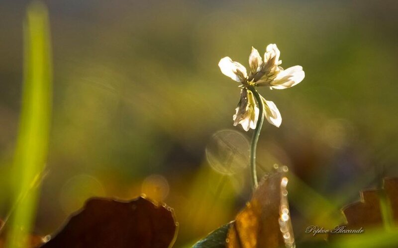 White Clover Flower — Green, Serene, Sunrise