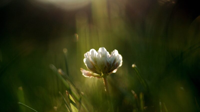 White Clover Flower — Green, Serene, Sunset
