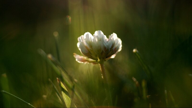 White Clover Flower — Green, Serene