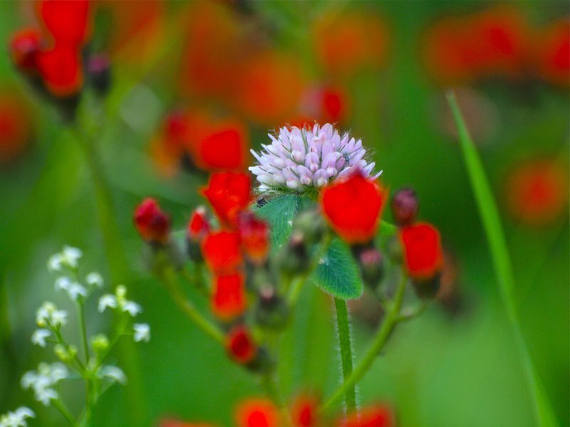 White Clover Flower — Green