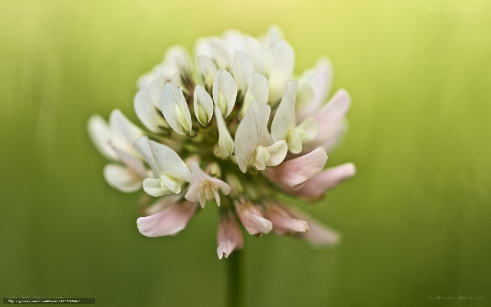 White clover flower in bloom