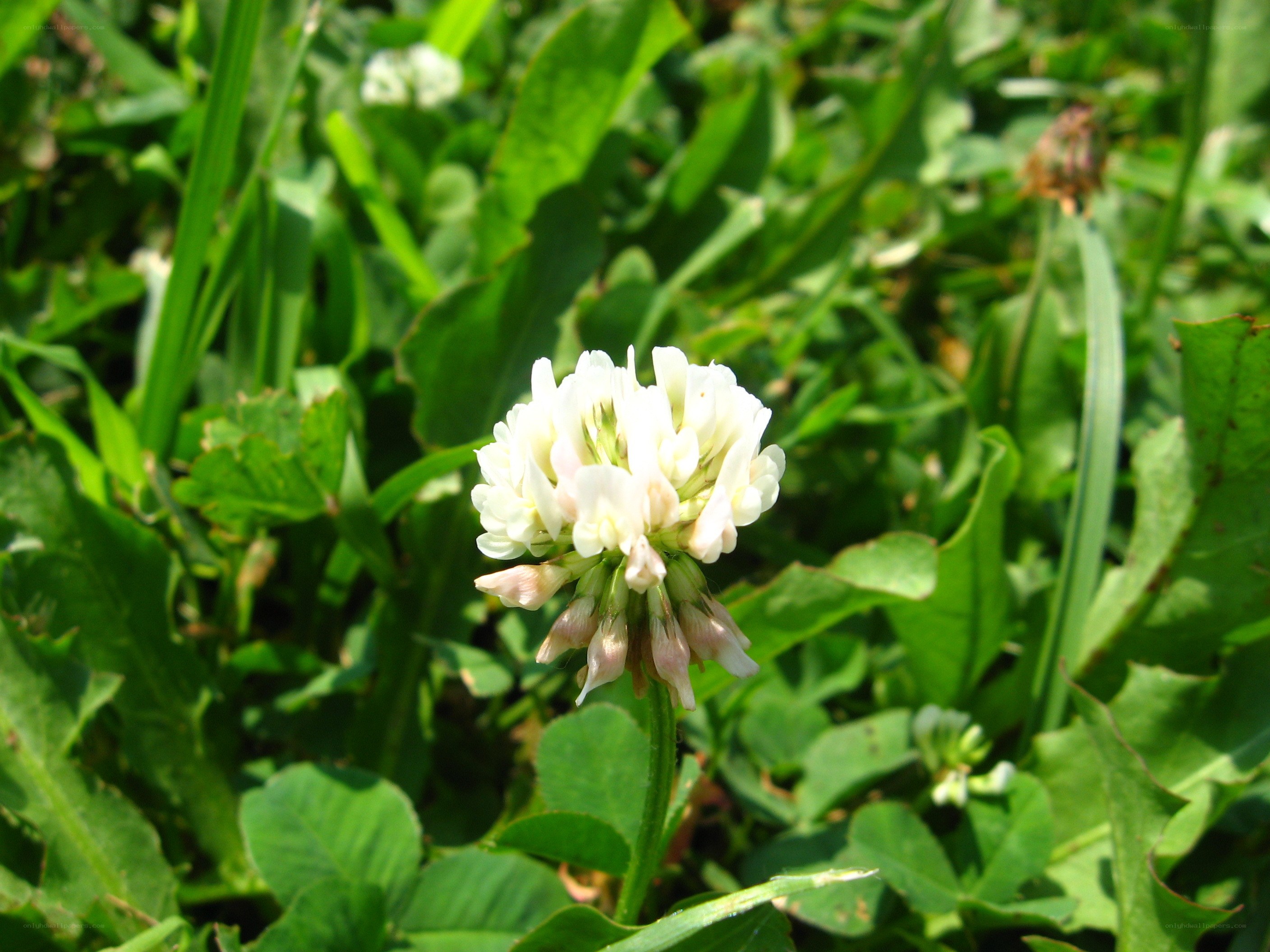 White clover flower in green grass