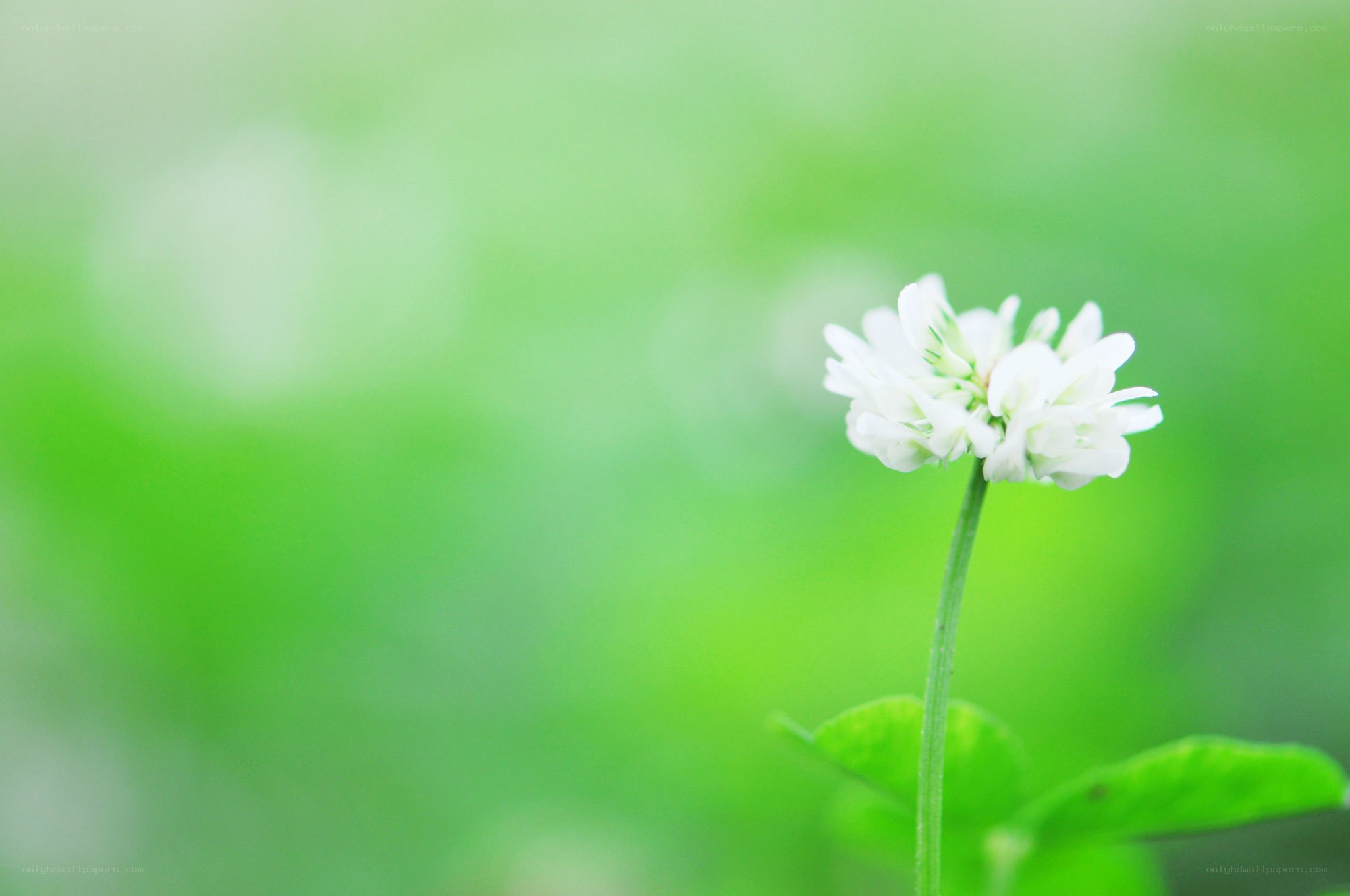White clover flower in green