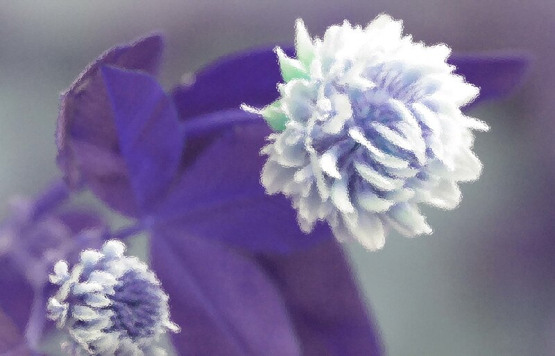 White Clover Flower — Purple