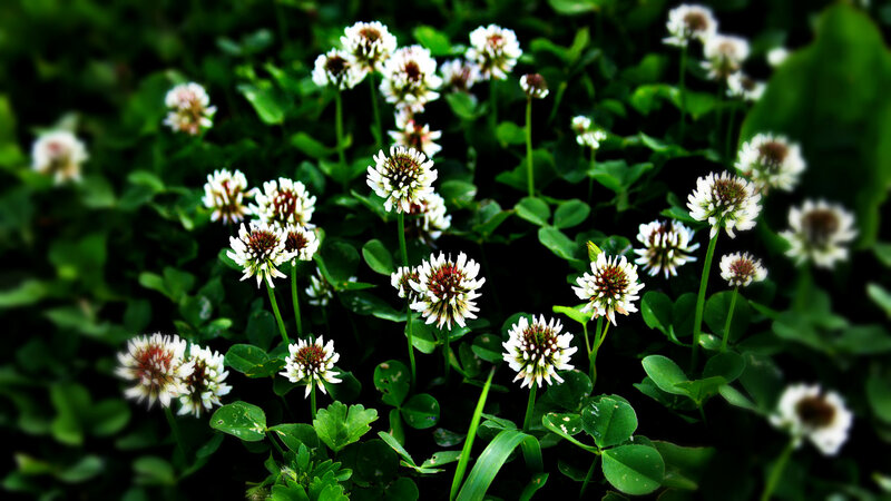 White Clover Flowers — Green, Natural