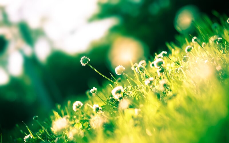 White Clover Flowers — Green, Serene, Morning, Photograph, Grass