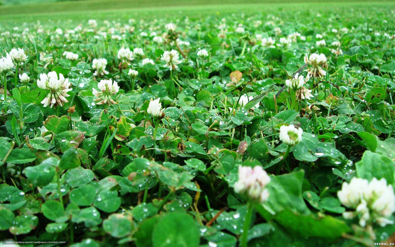 White Clover Flowers — Green, Serene, Morning