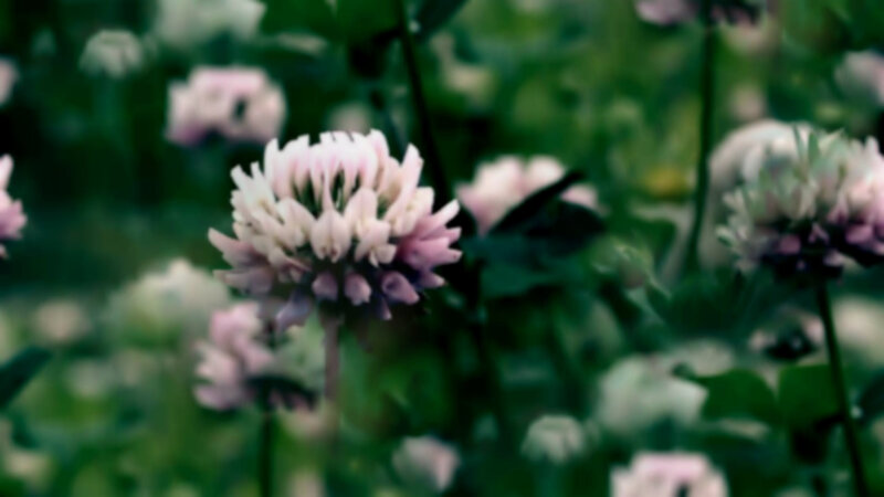 White Clover Flowers — Green, Serene, Spring