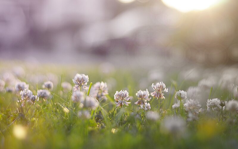 White Clover Flowers — Green, Serene, Sunset, Photograph