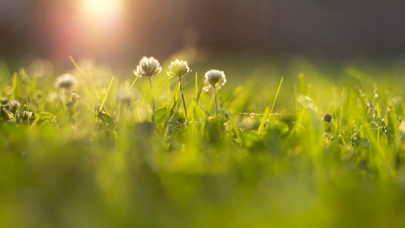 White Clover Flowers — Green, Serene, Sunset
