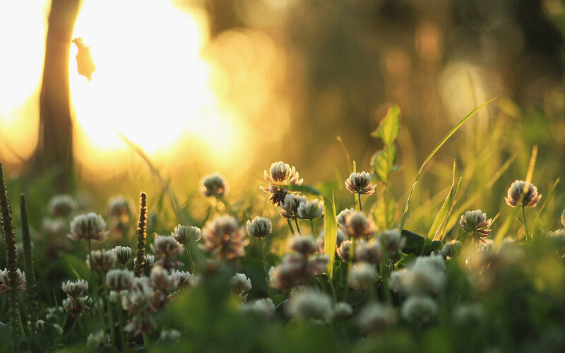 White Clover Flowers — Green, Serene