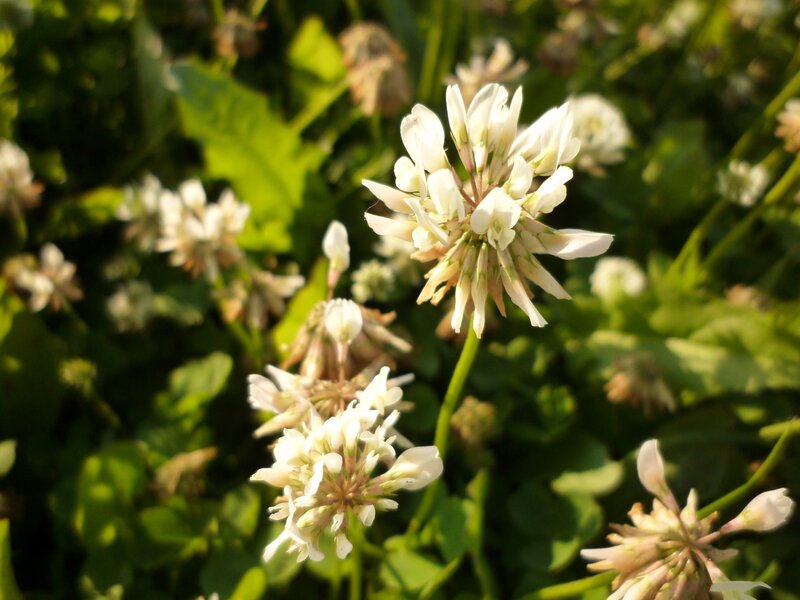White Clover Flowers — Green