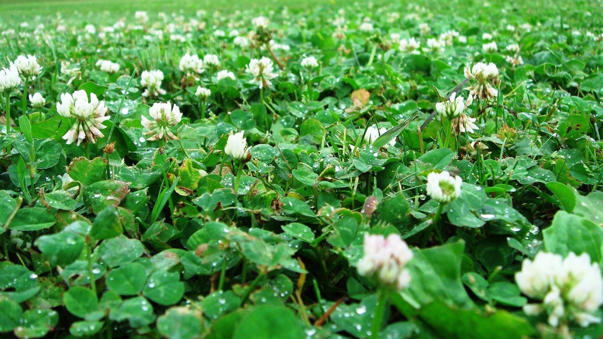 White clover flowers in a field