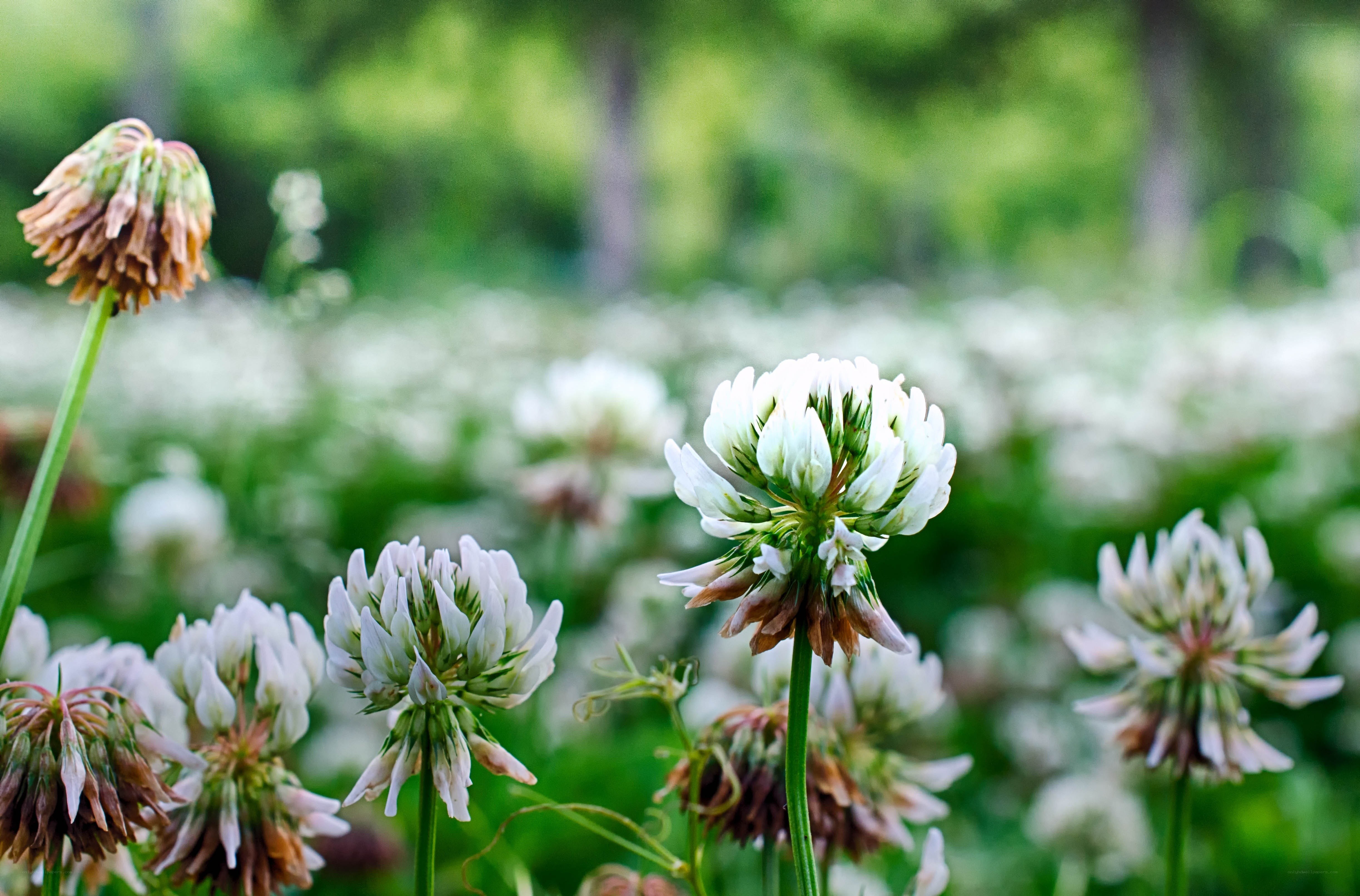 White clover flowers in a field
