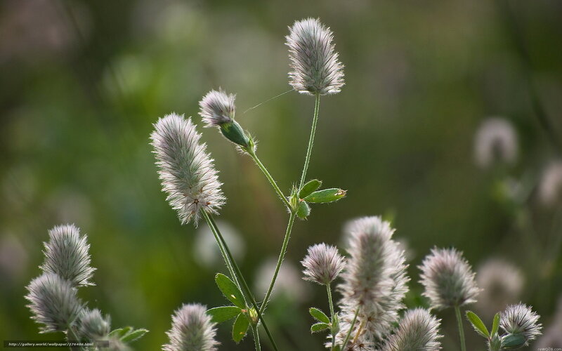 White clover flowers in sunlight