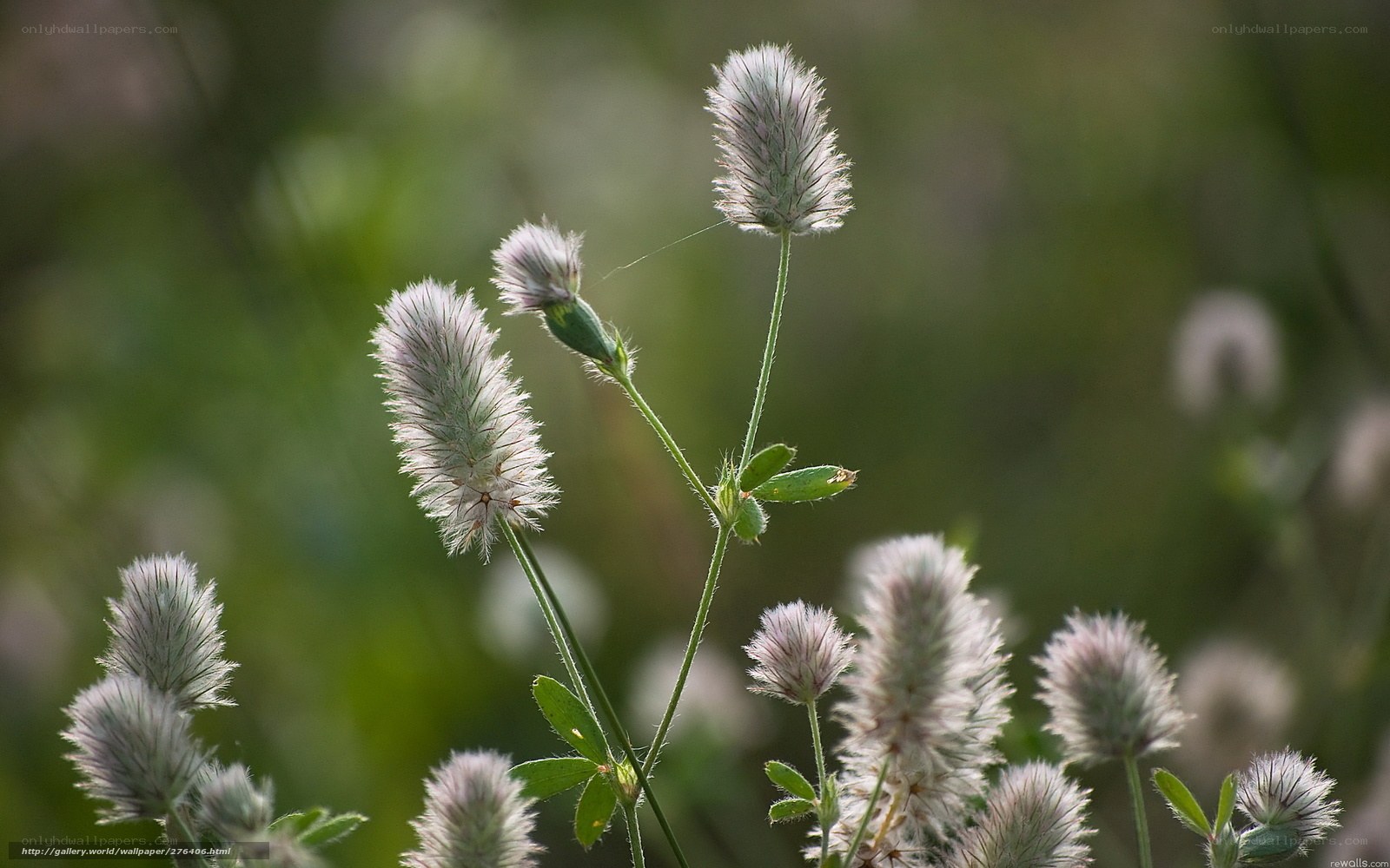 White clover flowers in sunlight