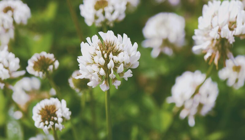 White Clover Flowers — Serene, Spring