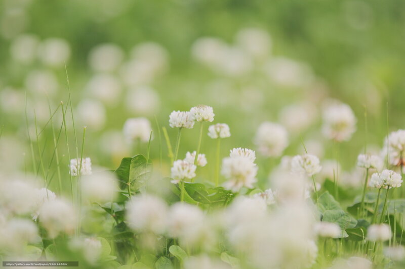 White Clover Flowers — Serene