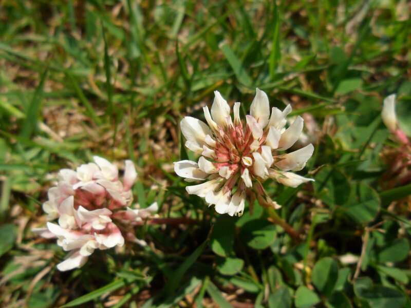 White Clover Flowers
