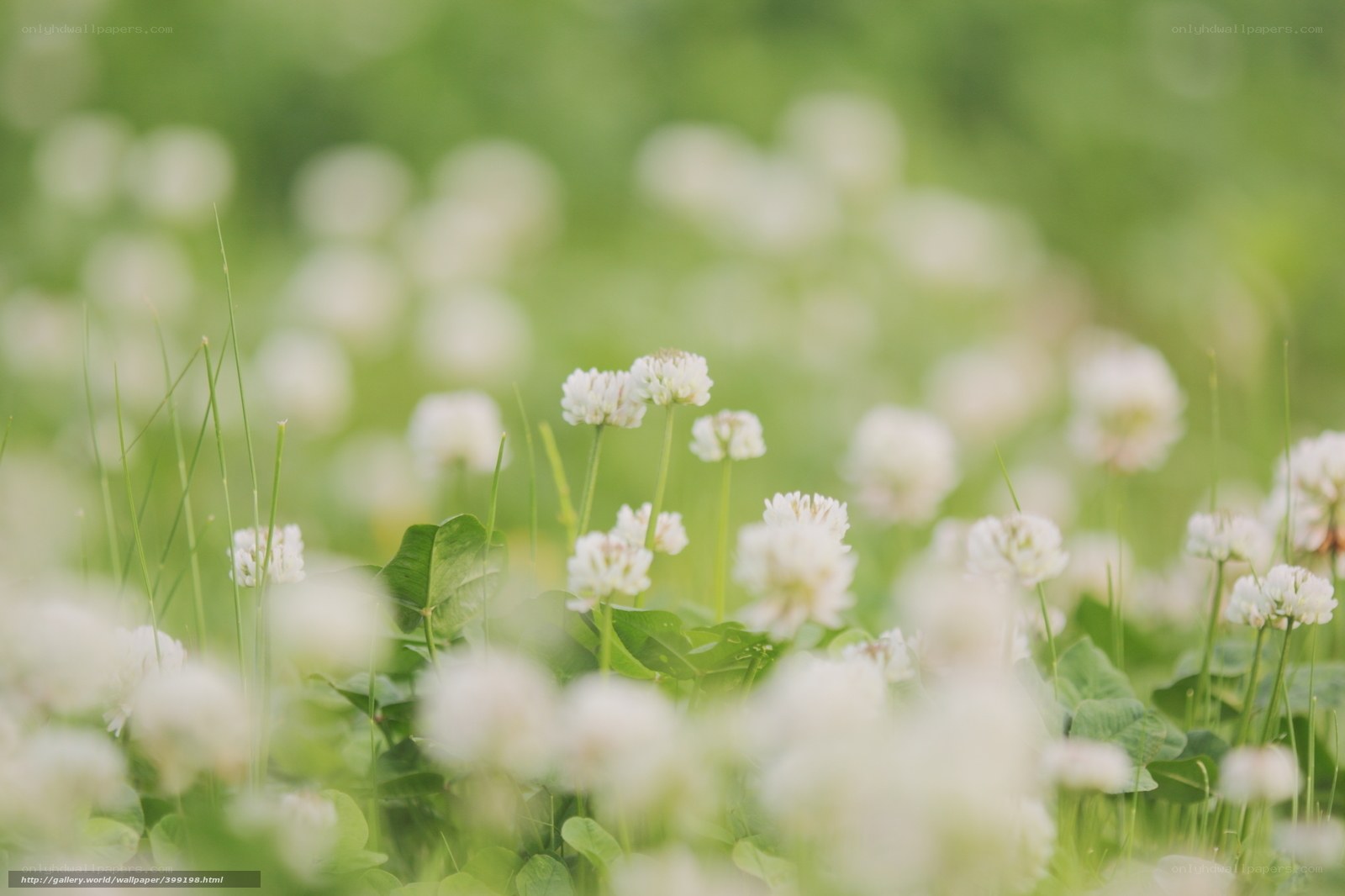 White clover in a green field