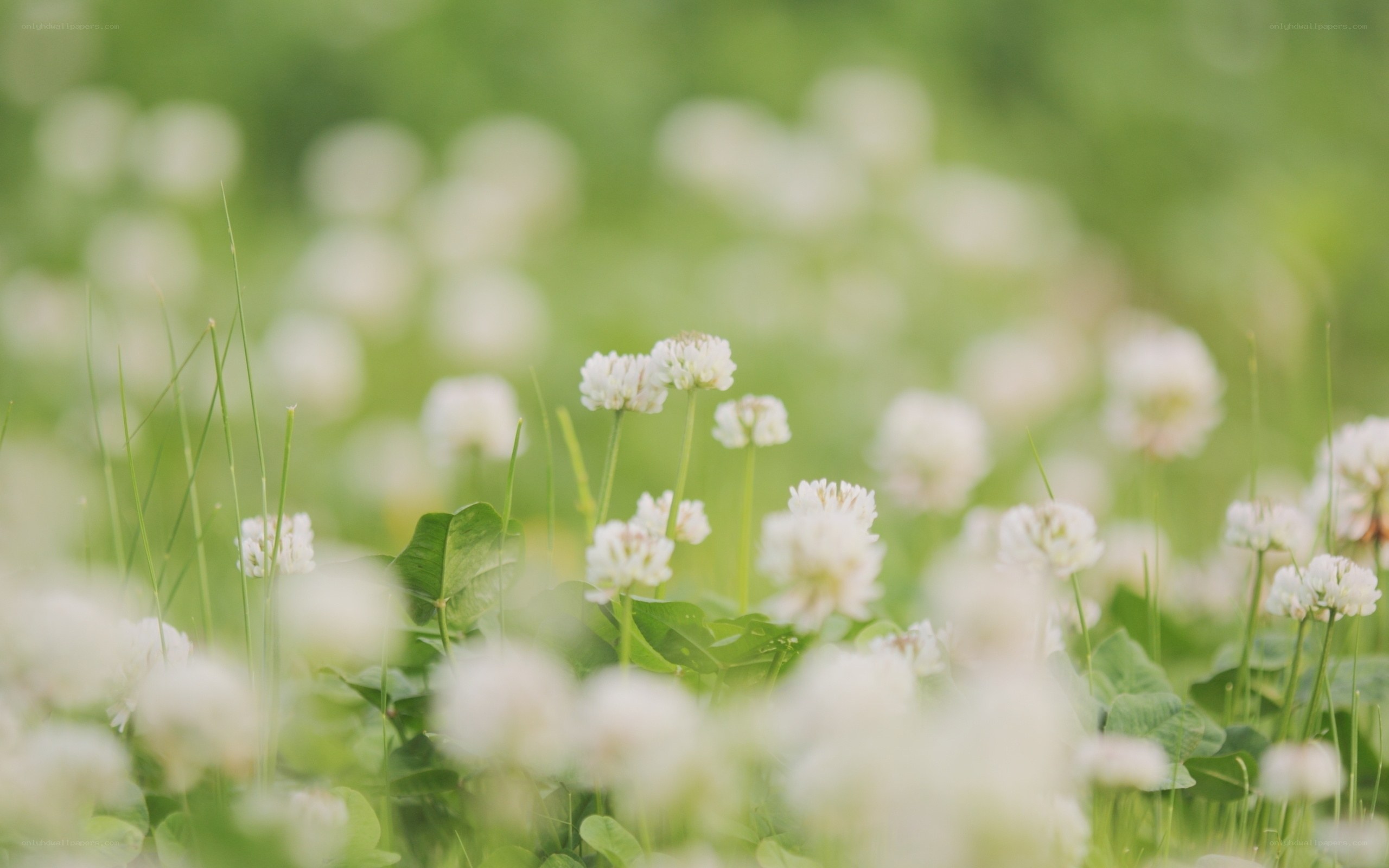 White clover in a green field