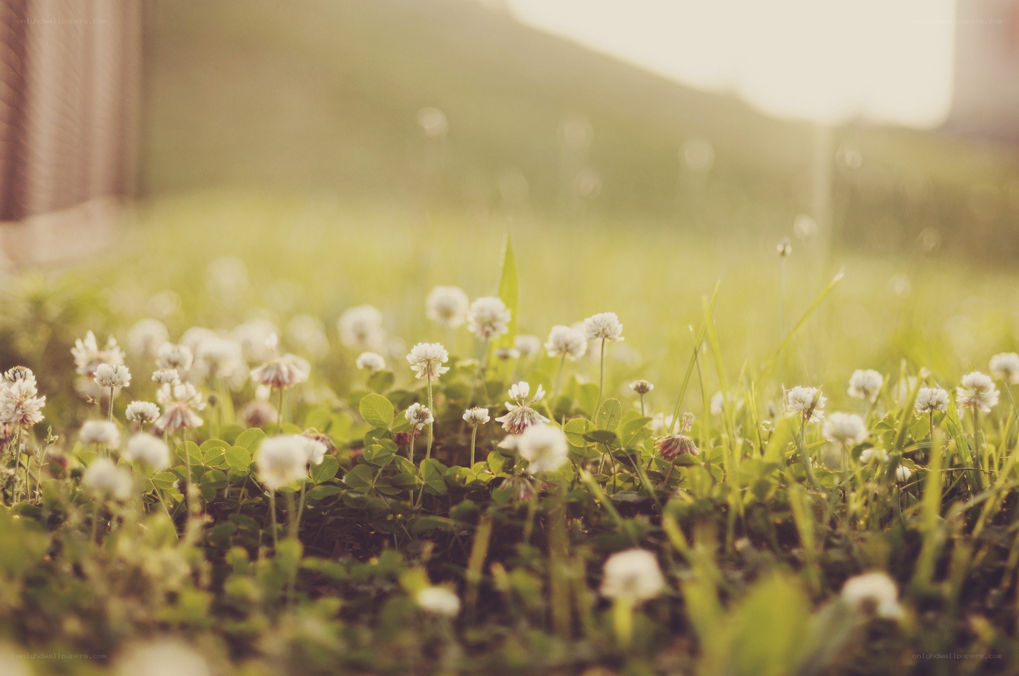 White clover in a sunlit field