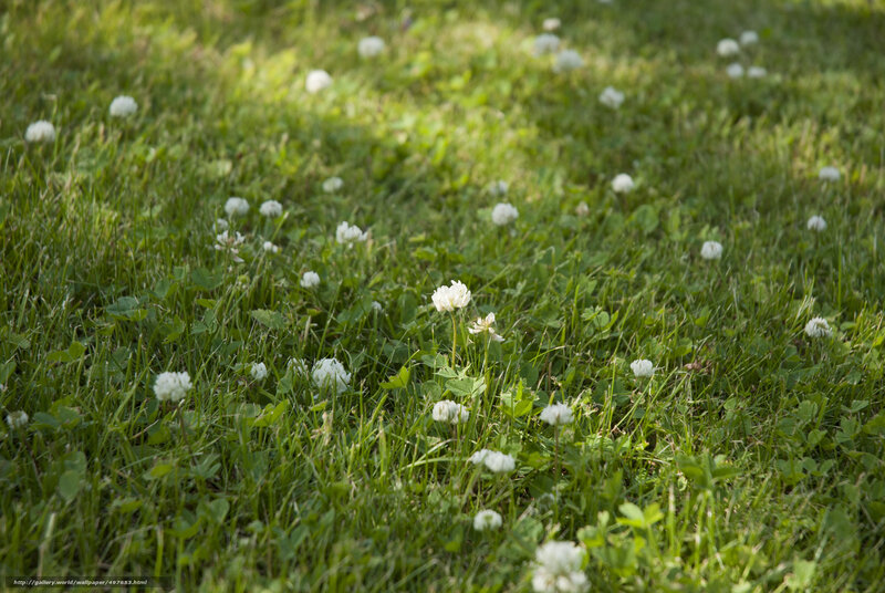 White clover in green grass