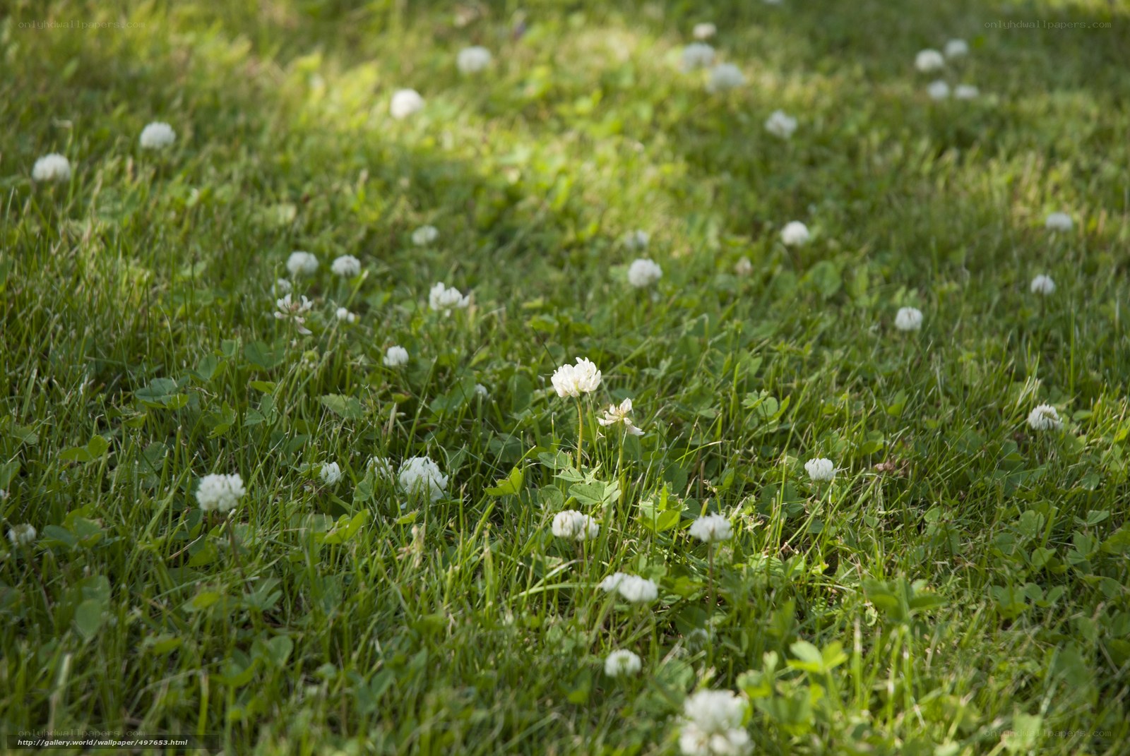 White clover in green grass