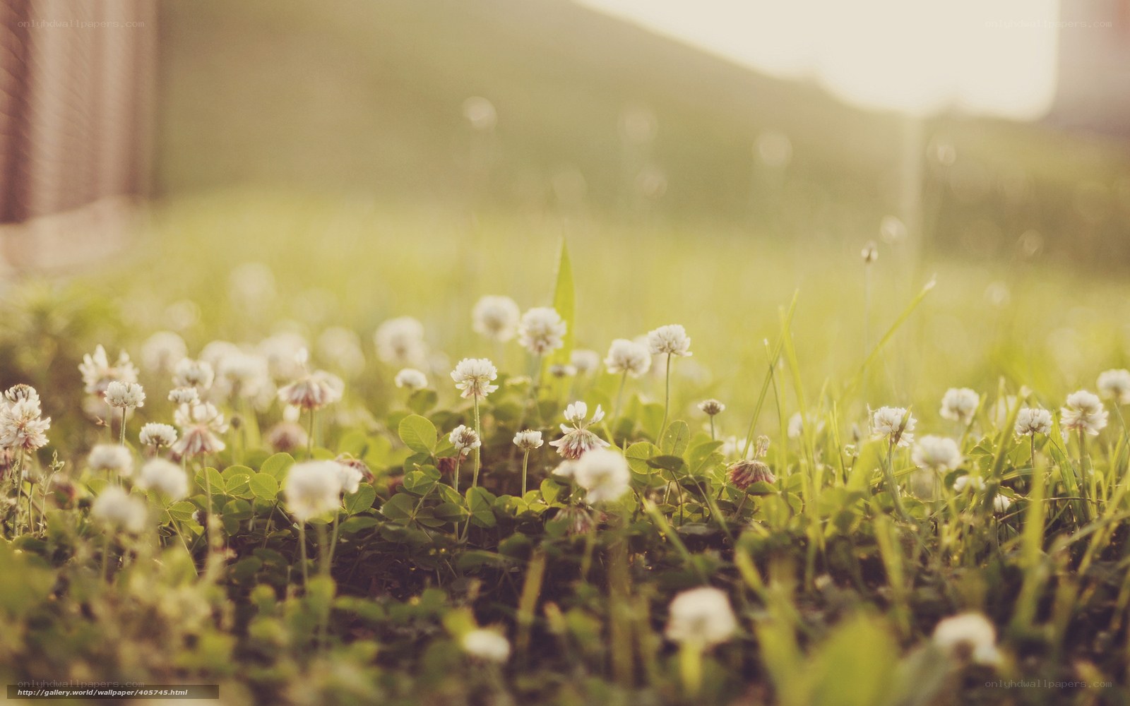 White clover in morning light