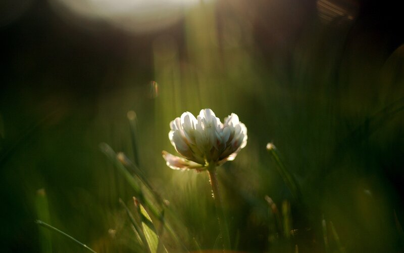 White clover in sunlight