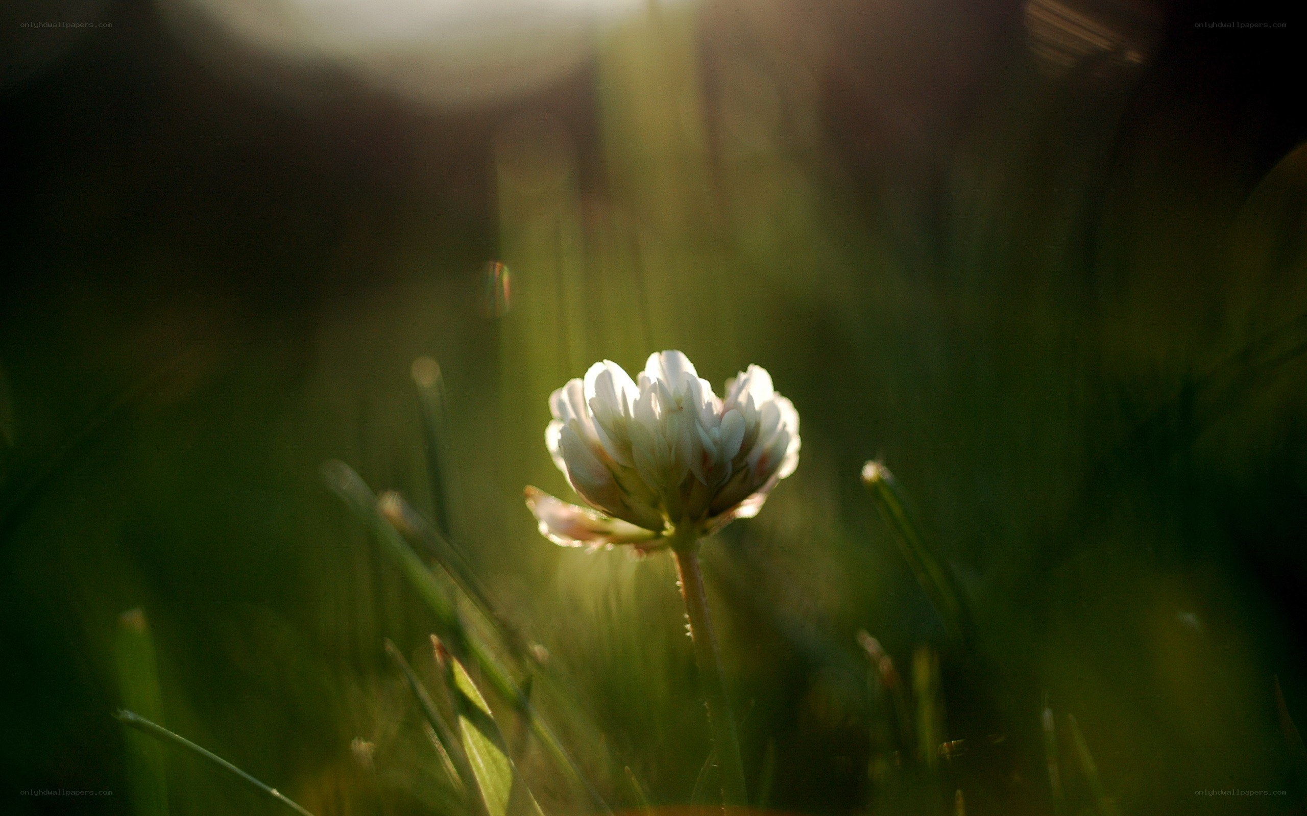 White clover in sunlit grass