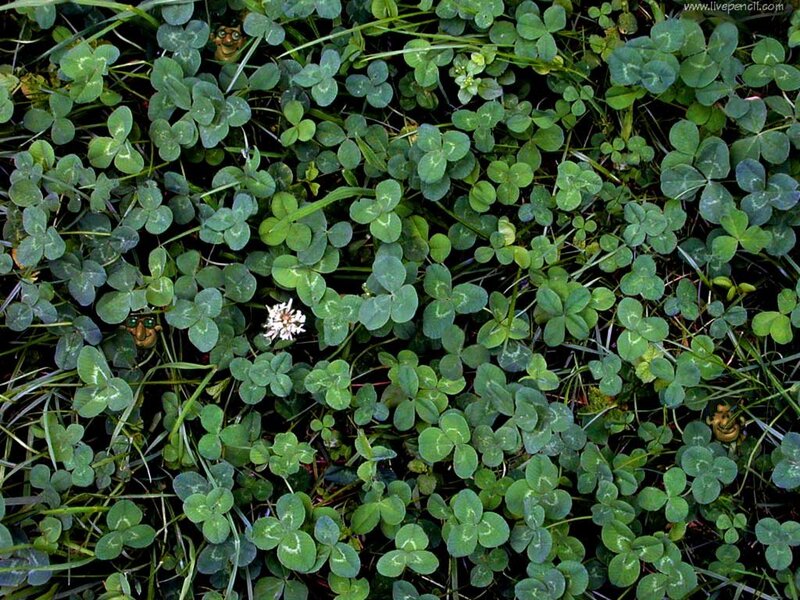 White Clover Plant