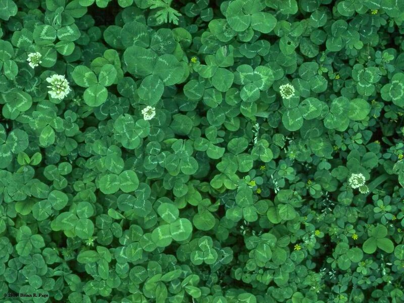 White Clover Plants