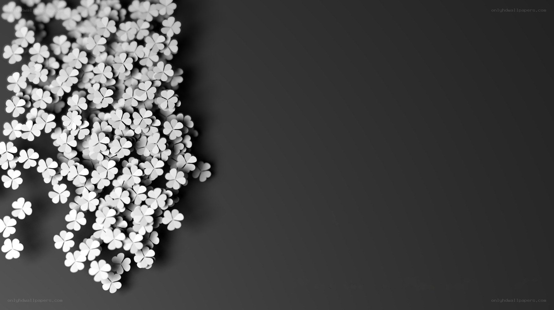 white clovers on dark background