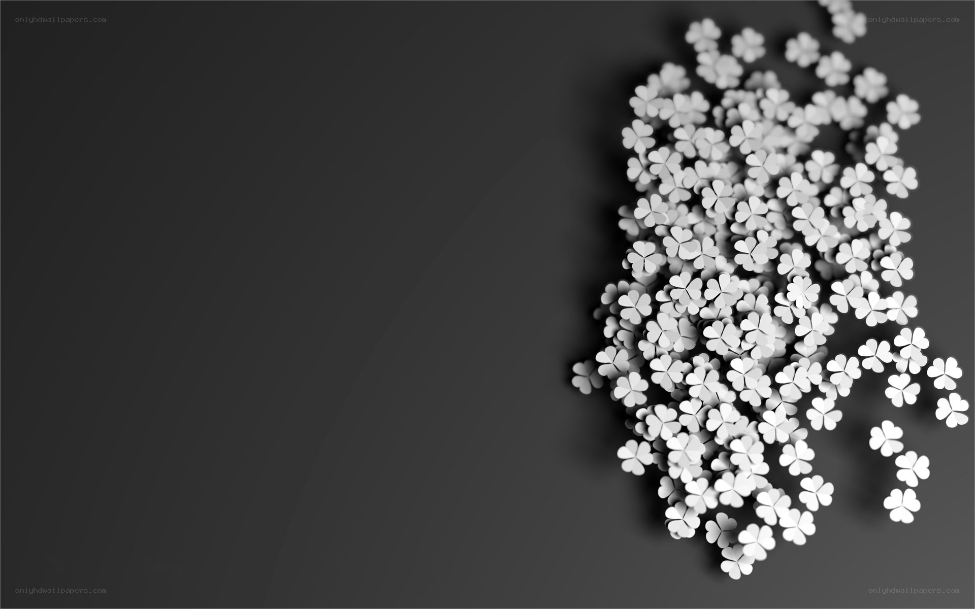 White clovers on dark background