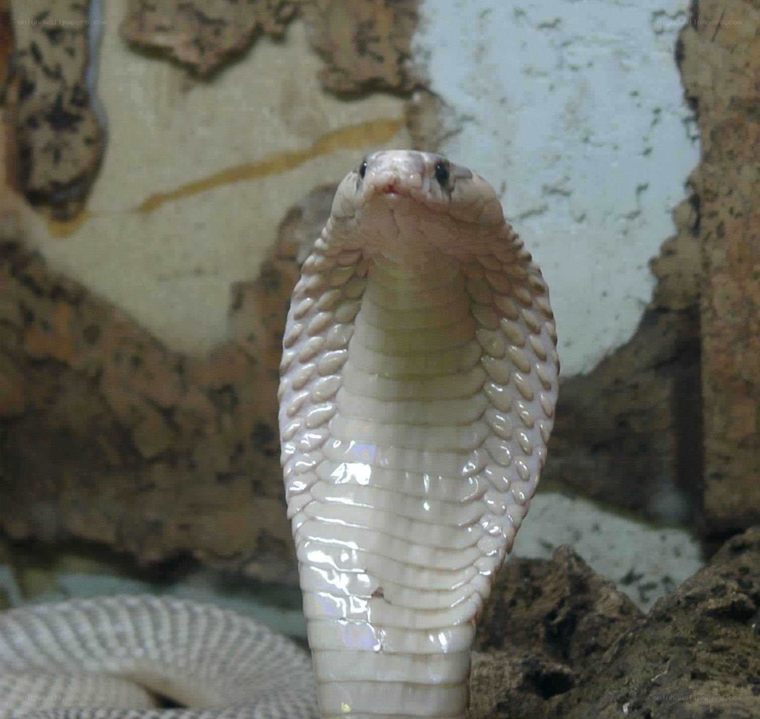 White cobra in defensive posture