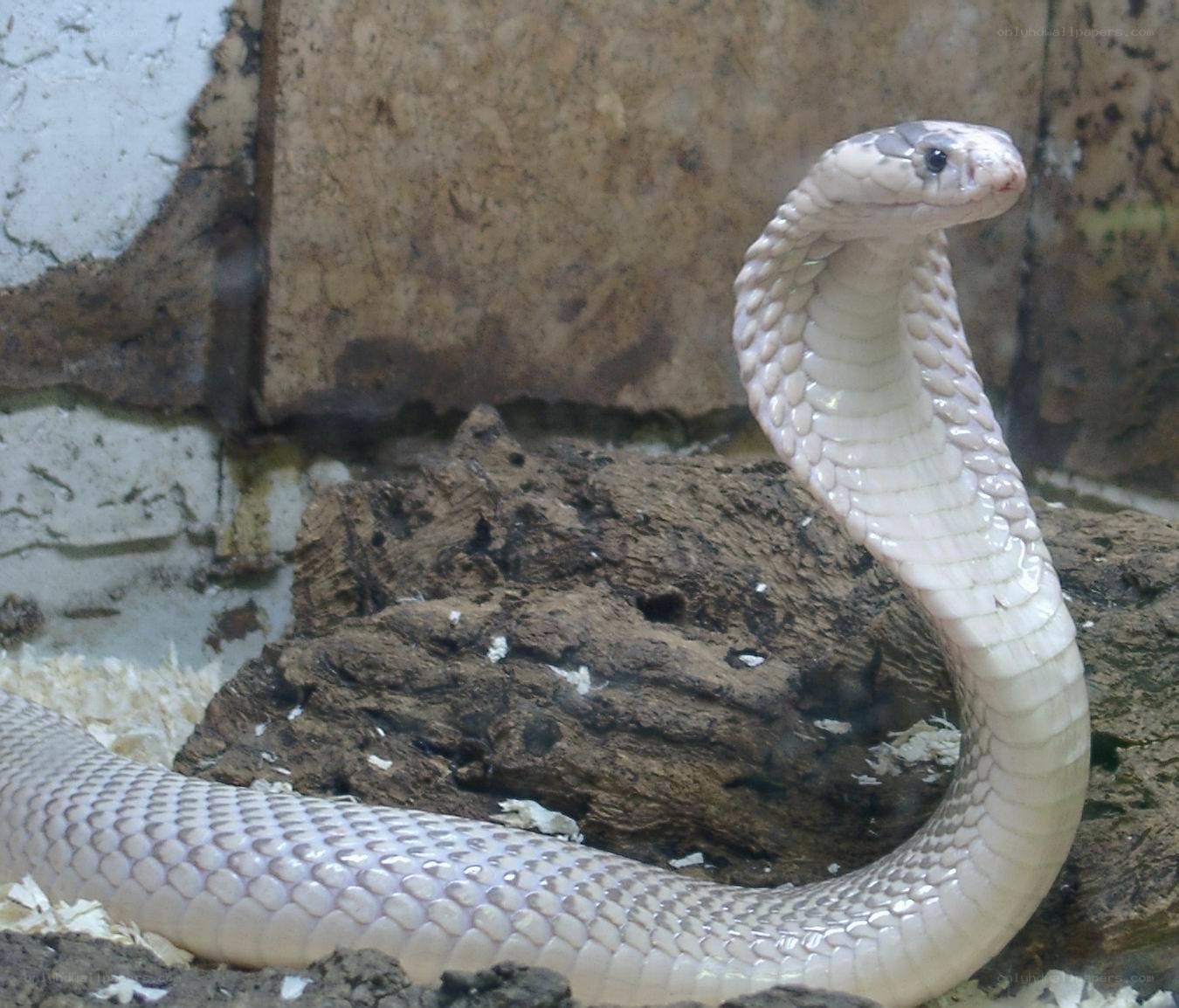 white cobra in enclosure