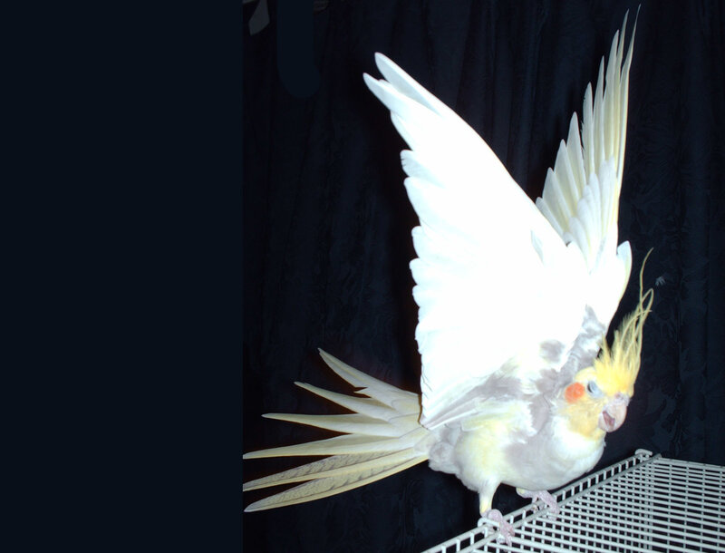 White Cockatiel Bird
