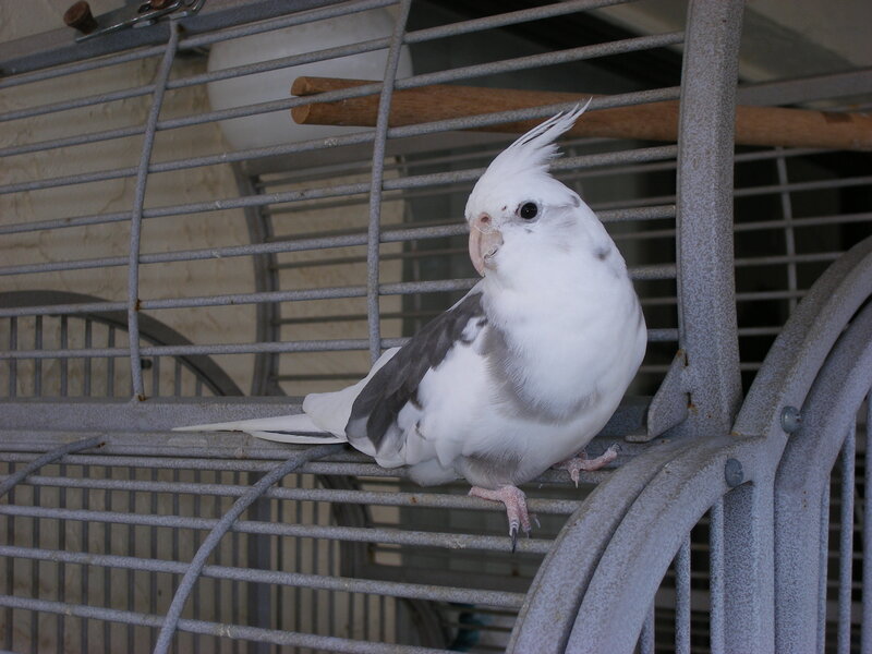 white cockatiel in a cage