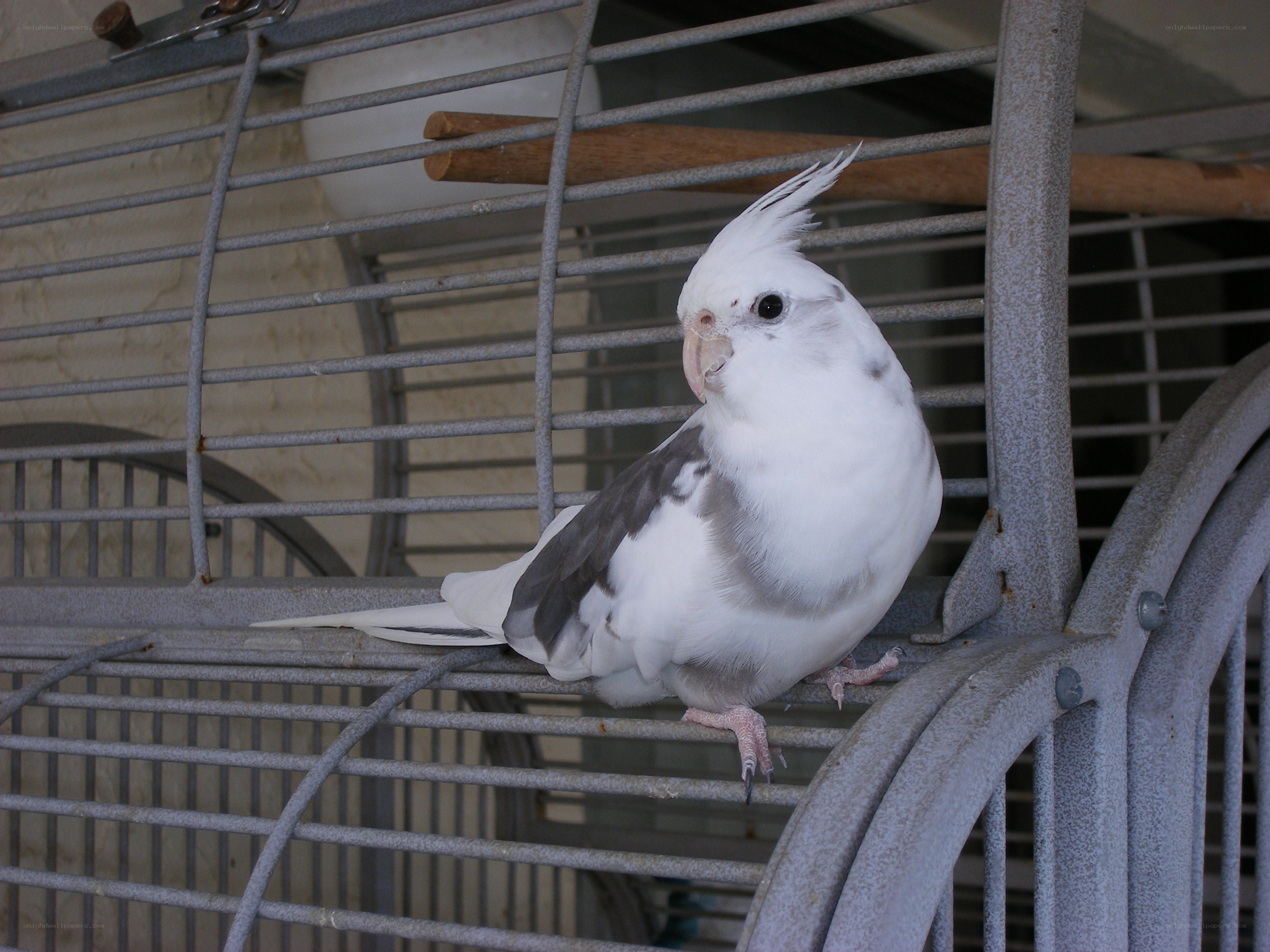 white cockatiel in a cage