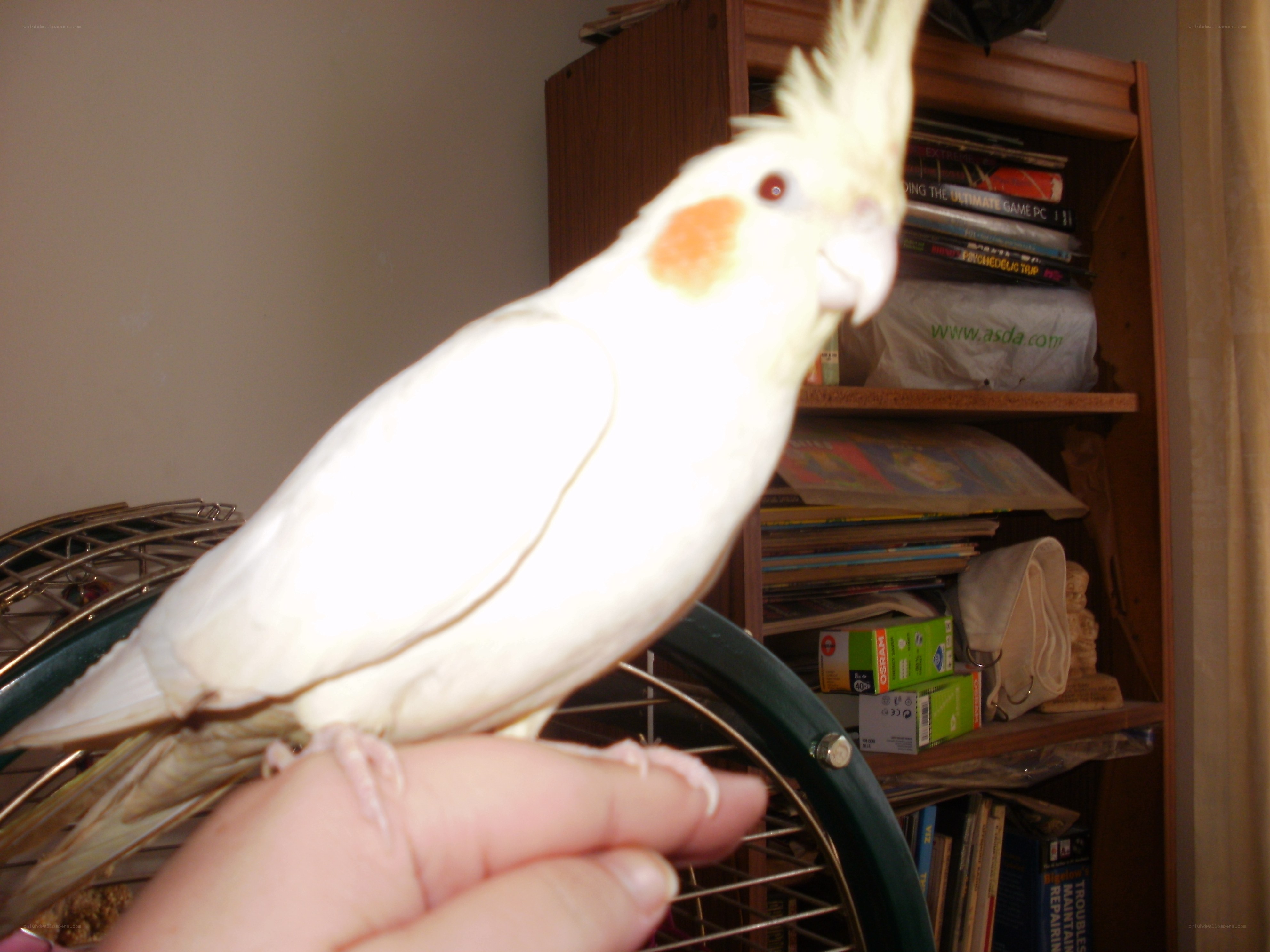white cockatiel on hand