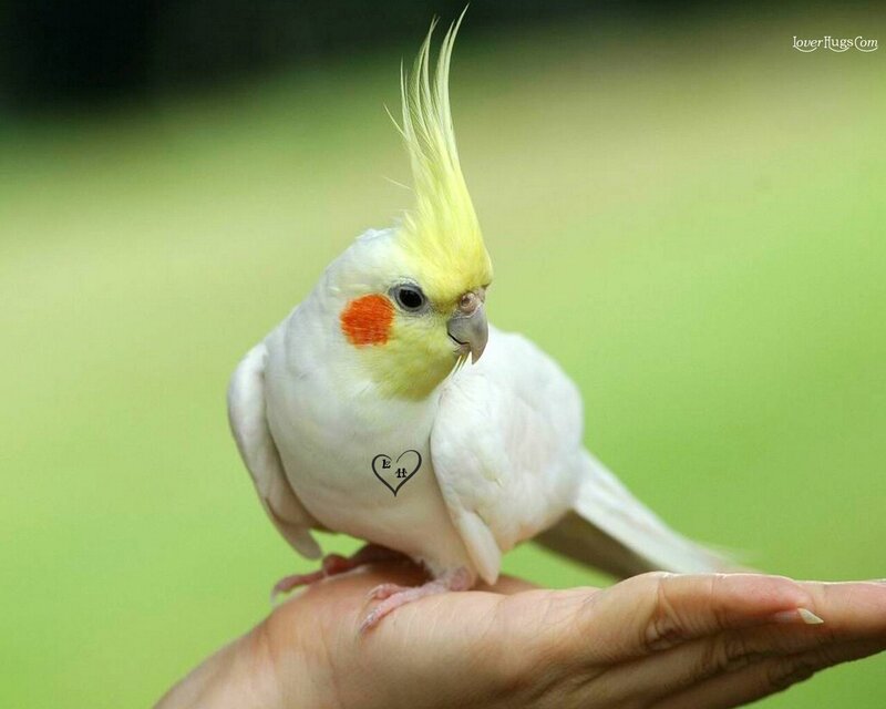 White Cockatiel on Hand — Calm