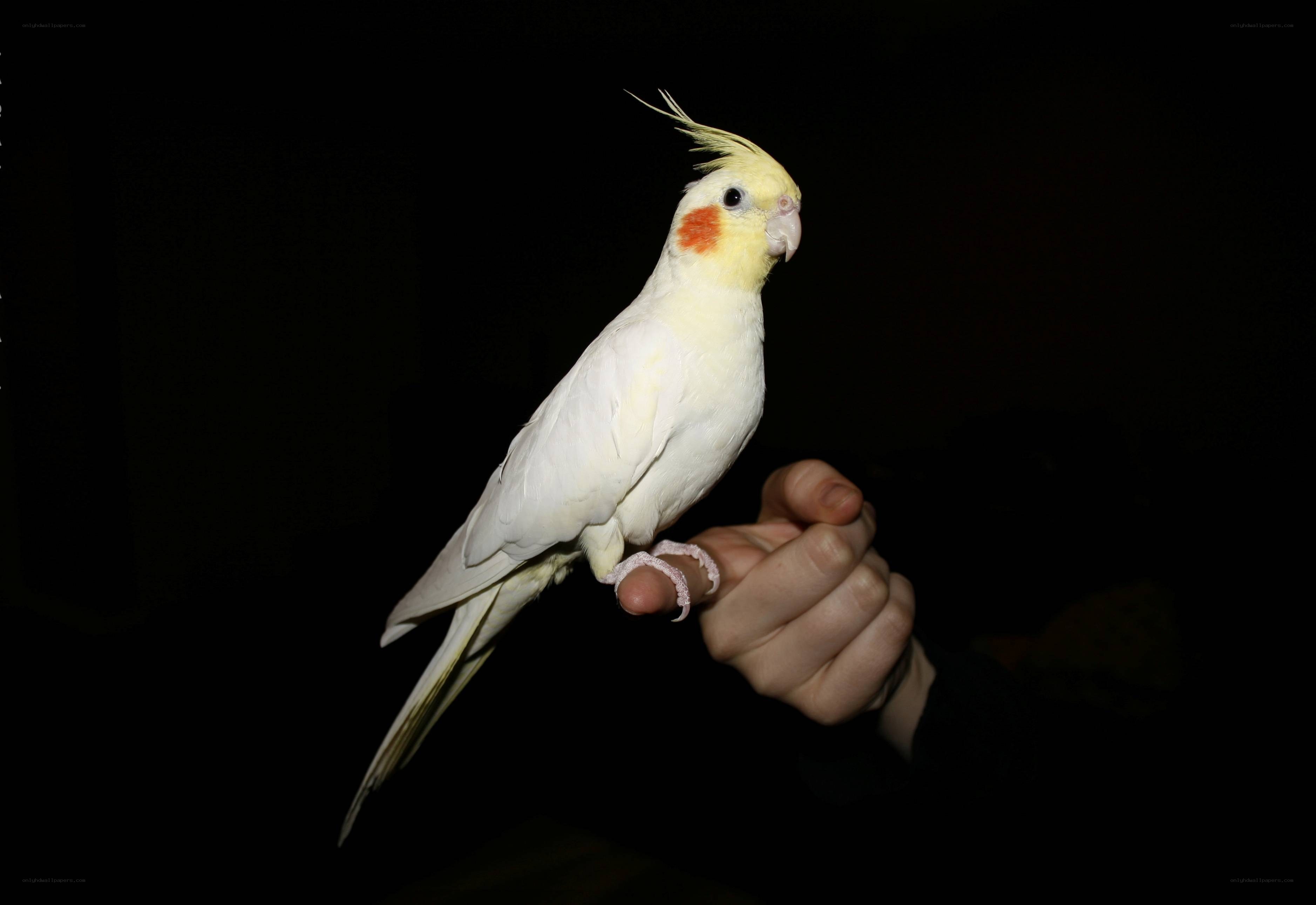 White cockatiel on hand