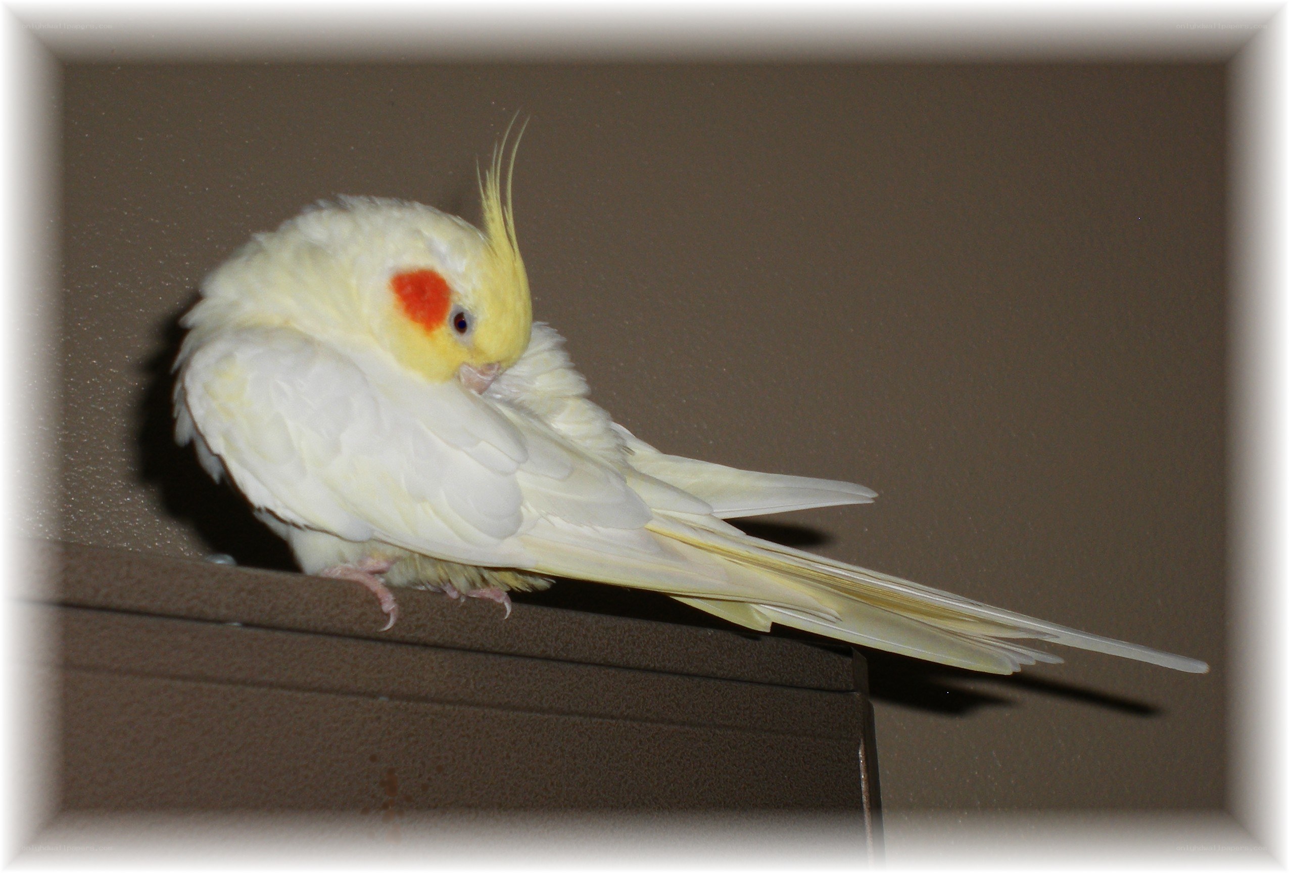 white cockatiel preening